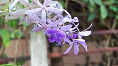 Mor çelenk, Kraliçe'nin çelenk, zımpara asma, mavi kuş asma.