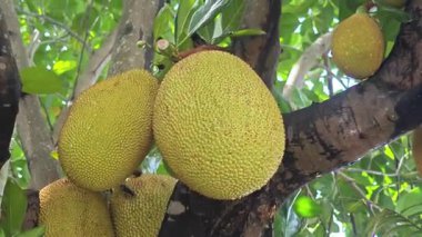 Taze Yeşil Jackfruit Jackfruit Ağacı büyüyen.