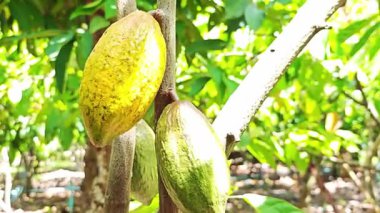 Kakao Ağacı (Theobroma kakaosu). Doğada organik kakao meyve kabukları.