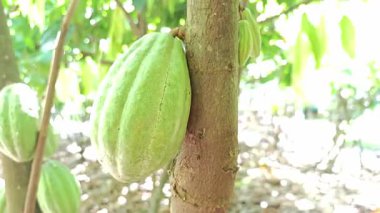 Kakao Ağacı (Theobroma kakaosu). Doğada organik kakao meyve kabukları.