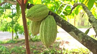 Kakao Ağacı (Theobroma kakaosu). Doğada organik kakao meyve kabukları.