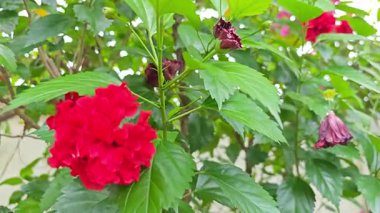 Blossom of hibiscus flower Beautiful on tree.