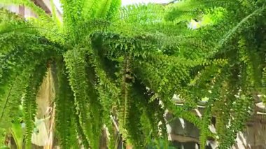 Yeşil eğrelti otu yapraklarının arka planı. Yakın çekim.