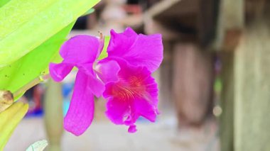 Renkli ve güzel kokulu çiçekli güzel bir orkide.. 