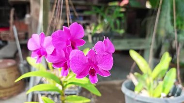 Renkli ve güzel kokulu çiçekli güzel bir orkide.. 