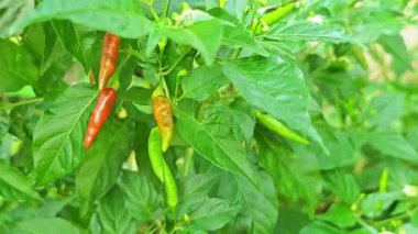 Ağaçta sarı ve kırmızı biber.