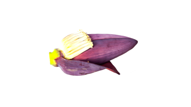 Şeffaf arkaplanda yalıtılmış muz çiçeği.