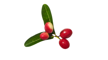 Şeffaf arkaplanda Bengal üzümü veya Karonda.