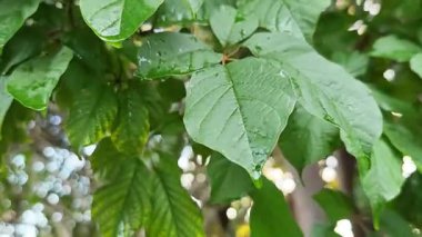 Üzerlerine yağmur yağarken taze yapraklar yağar.