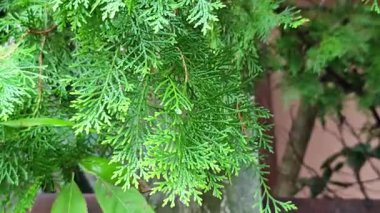 Dokulu arkaplan olarak yeşil ladin dalları.