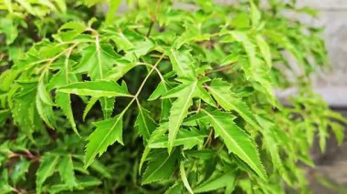 Bahçedeki yeşil güzel yaprak.