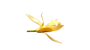 Beyaz arkaplanda Champaka. Manolya çiçekleri, şeffaf arkaplanda izole edilmiş..