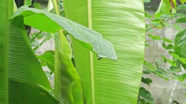 Yağmur mevsiminde muz ağaçları ve yeşil muz yaprakları.