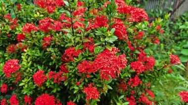 Bahçede Yeşil Yapraklı Kırmızı Ixora Çiçeği.