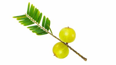 Beyaz arka planda yeşil yapraklı taze Hint bektaşi üzümü meyveleri..