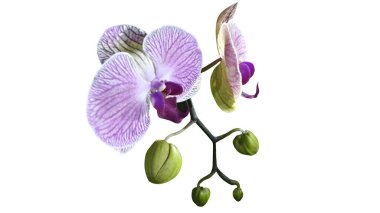 Beyaz arkaplanda izole edilmiş pembe orkide.