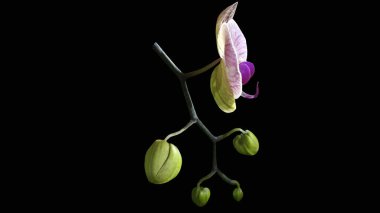 siyah arka plan üzerine izole pembe orkide.