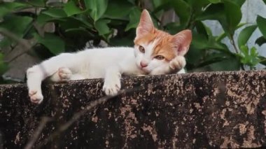  Mutlu beyaz kedi doğada dinleniyor. Gülümseyen kedi yüzü.  