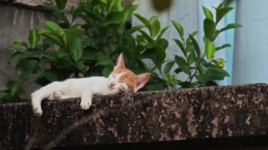  Mutlu beyaz kedi doğada dinleniyor. Gülümseyen kedi yüzü.  