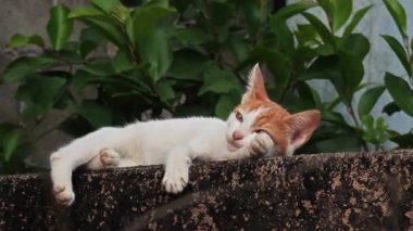  Mutlu beyaz kedi doğada dinleniyor. Gülümseyen kedi yüzü.  