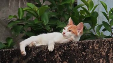  Mutlu beyaz kedi doğada dinleniyor. Gülümseyen kedi yüzü.  