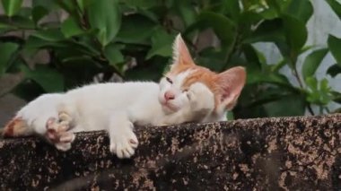  Mutlu beyaz kedi doğada dinleniyor. Gülümseyen kedi yüzü.  