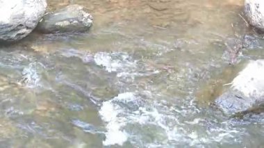 Hızlı akıntılı bir nehir. Büyük taşlar sudan sarkmış.. 