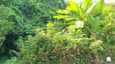 Yol manzarası ve sürüş sırasında bir sürü ağaç..