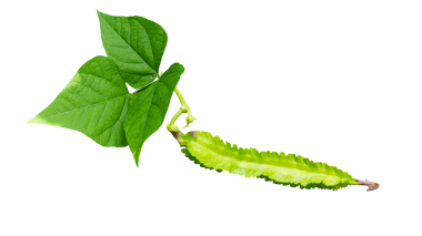 Taze yeşil kanatlı fasulye (Psophocarpus tetragonolobus) ve şeffaf bir arkaplan üzerinde yaprakları izole.