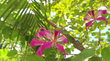 Bauhinia purpurea, tropik bir bahçede canlı mor çiçeklerle çiçek açıyor..