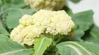 Kırsal kesimde karnabahar ekimi.