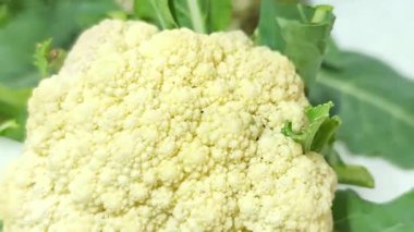 Sebze çiftliğinde toprakta yetişen taze karnabahar..