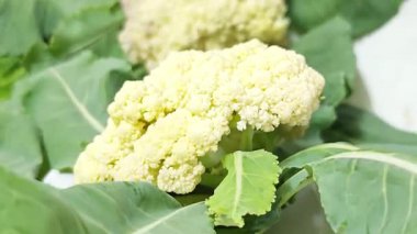 Karnabaharlı sebze yetiştiriciliği kavramı.