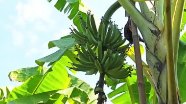 Doğal bir tropikal ortamda taze meyve ve çiçek veren organik muz ağacı..