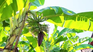 Genç muzlar ve muz çiçekleri çiftlikteki bir muz ağacında birlikte gelişiyor..