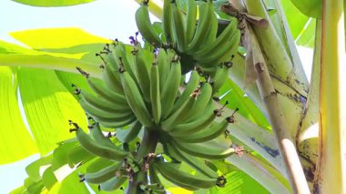 Ağaçta yetişen muzları doğal güneş ışığıyla gösteren tropik tarım sahnesi.