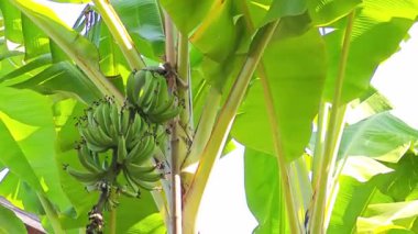 Açık havada yetişen muz bitkileri yemyeşil yapraklar ve çiçek açan muz kalbiyle..