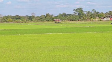 Bu kırsal alan tarımı ve kırsal yaşamı temsil ediyor..