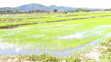 Bu görüntü parlak gün ışığında geniş yeşil pirinç tarlasını gösteriyor..