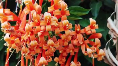 Turuncu Trompet sarmaşığı zarif bir şekilde çit boyunca tırmanıyor..