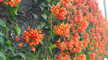 Turuncu Trompet çiçekleri bahçede güzel bir şekilde çiçek açıyor..