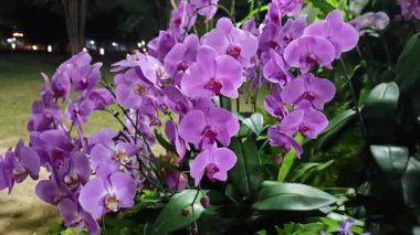 Pembe orkideler bahçede çok güzel çiçek açıyor..