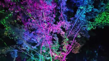 Ağaçlar gece parlak neon ışıklarıyla aydınlatılır..