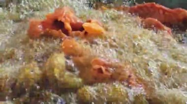 Tavuğun kızgın yağ baloncuklarıyla tavada kızardığı aksiyon sahnesi..