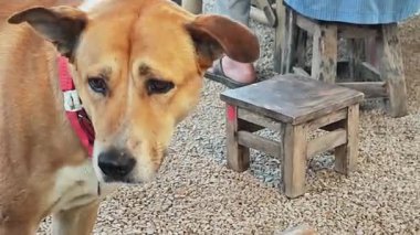 Kırmızı yakalı kahverengi köpek, çakıllı hayvan..