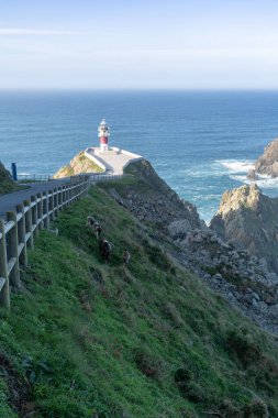 Galiçya 'daki Cabo Ortegal deniz fenerinde yeşil kayalıklar ve keçiler var.