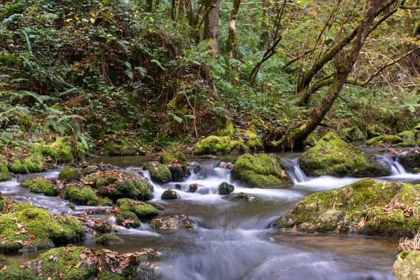 苔で覆われた岩が茂った鬱蒼とした森の中を流れる小川 — ストック写真