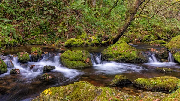 Pequeño Arroyo Que Corre Través Bosque Espeso Denso Con Rocas — Foto de Stock