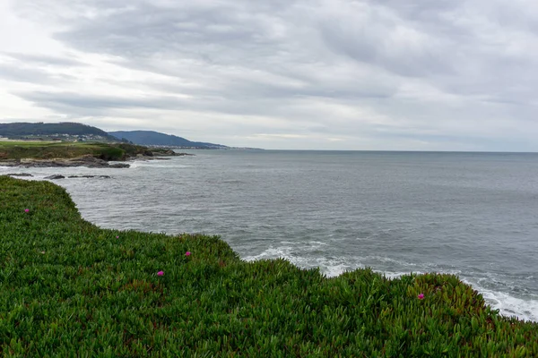 Galiçya Bir Çiçek Fundalığı Vahşi Sahil Manzarası — Stok fotoğraf