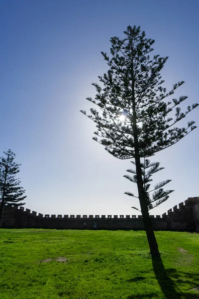 Una Silueta Árbol Luz Del Sol Dentro Las Paredes Del — Foto de Stock